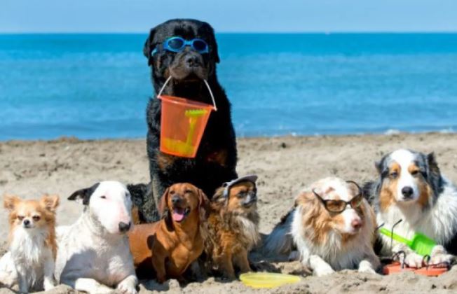 Perros playa en lestartit