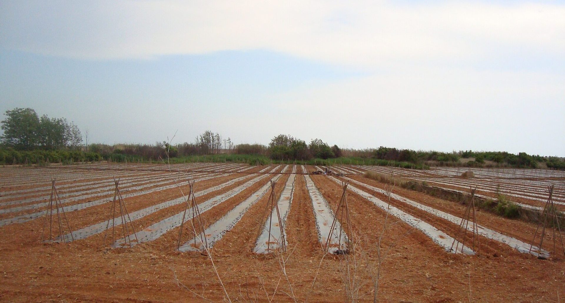 Campo en cultivo, plantado de melones