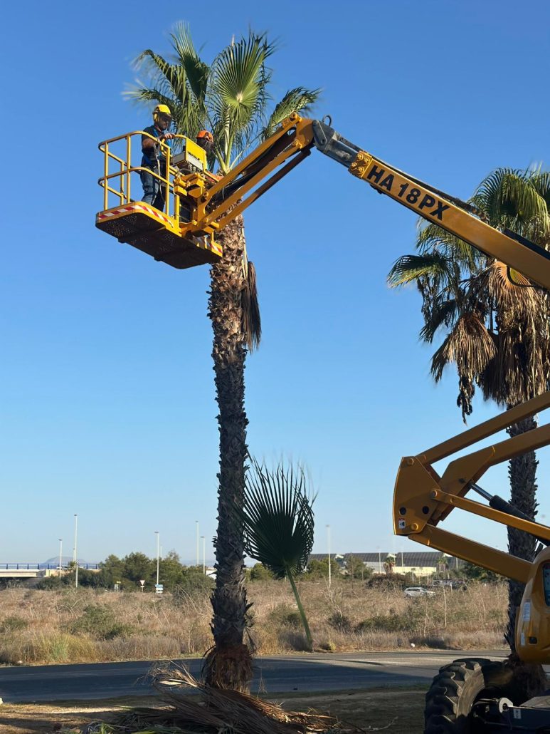LA CONCEJALÍA DE PARQUES Y JARDINES INICIA LA PODA DE LAS MÁS DE 5.500 PALMERAS DE TORREVIEJA 3
