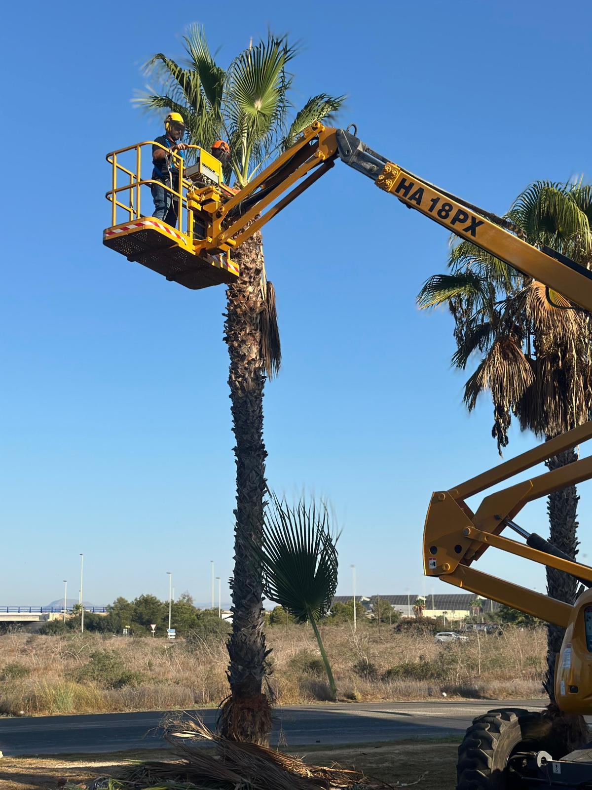 LA CONCEJALÍA DE PARQUES Y JARDINES INICIA LA PODA DE LAS MÁS DE 5.500 PALMERAS DE TORREVIEJA 3