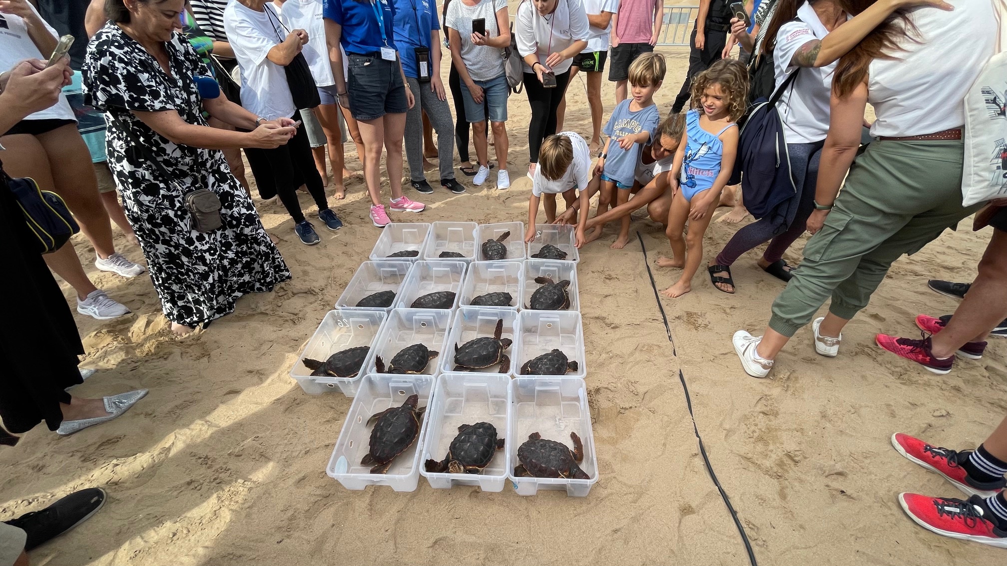 16 TORTUGAS MARINAS ENTRAN AL MAR EN TORREVIEJA UN AÑO DESPUÉS DE NACER EN LA PLAYA DE LA MATA 1