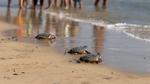 16 TORTUGAS MARINAS ENTRAN AL MAR EN TORREVIEJA UN AÑO DESPUÉS DE NACER EN LA PLAYA DE LA MATA 12
