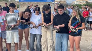 16 TORTUGAS MARINAS ENTRAN AL MAR EN TORREVIEJA UN AÑO DESPUÉS DE NACER EN LA PLAYA DE LA MATA 5