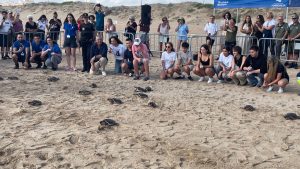 16 TORTUGAS MARINAS ENTRAN AL MAR EN TORREVIEJA UN AÑO DESPUÉS DE NACER EN LA PLAYA DE LA MATA 6