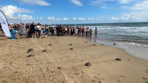16 TORTUGAS MARINAS ENTRAN AL MAR EN TORREVIEJA UN AÑO DESPUÉS DE NACER EN LA PLAYA DE LA MATA 9