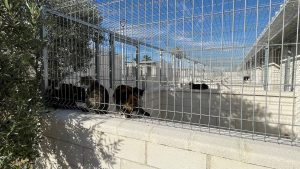 EL NUEVO ALBERGUE MUNICIPAL DE ANIMALES ENTRARÁ EN FUNCIONAMIENTO EN EL PRIMER TRIMESTRE DE 2026 3
