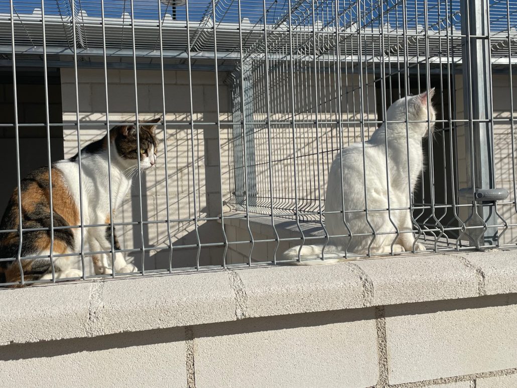 EL NUEVO ALBERGUE MUNICIPAL DE ANIMALES ENTRARÁ EN FUNCIONAMIENTO EN EL PRIMER TRIMESTRE DE 2026 8