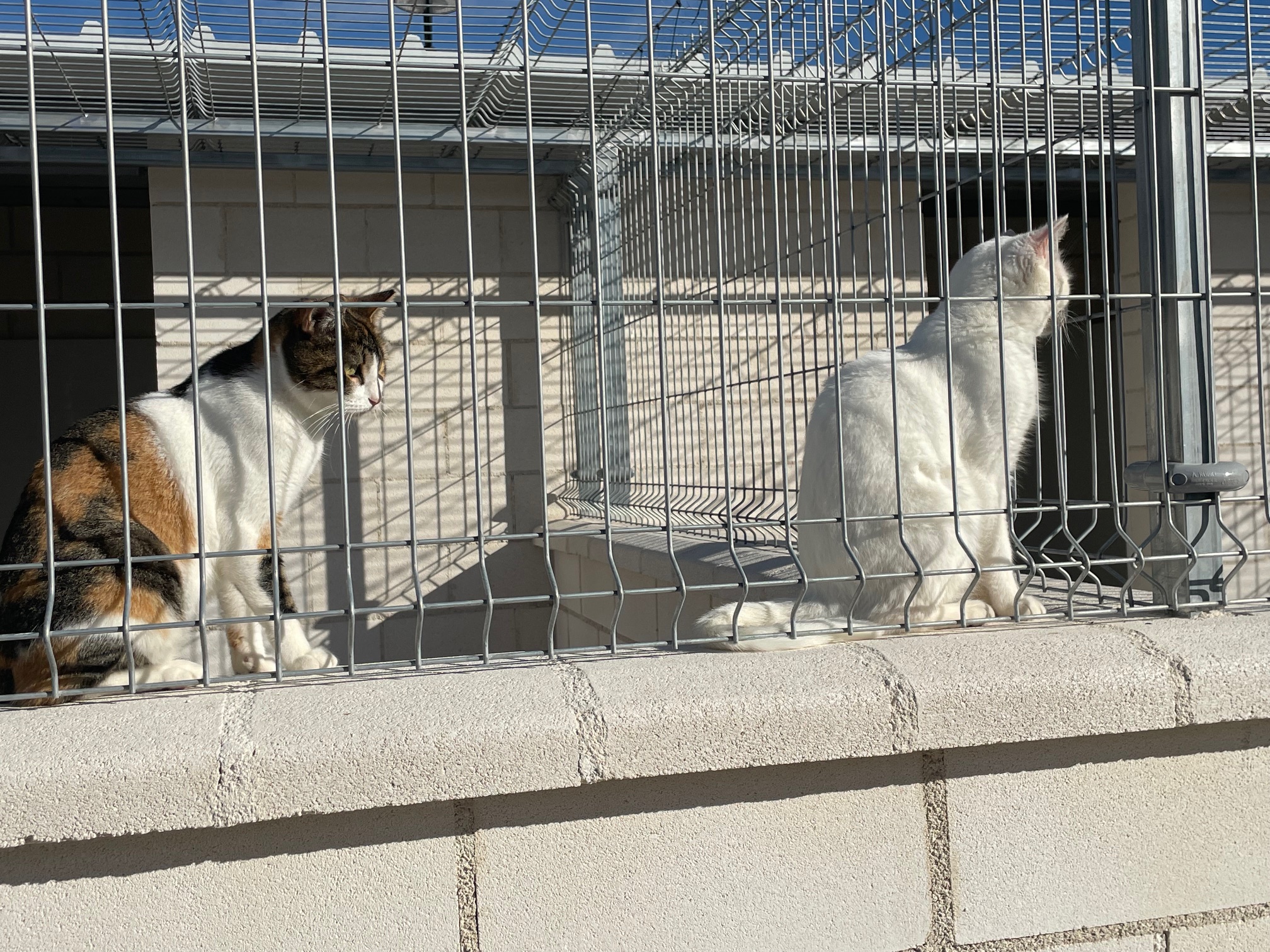 EL NUEVO ALBERGUE MUNICIPAL DE ANIMALES ENTRARÁ EN FUNCIONAMIENTO EN EL PRIMER TRIMESTRE DE 2026 8
