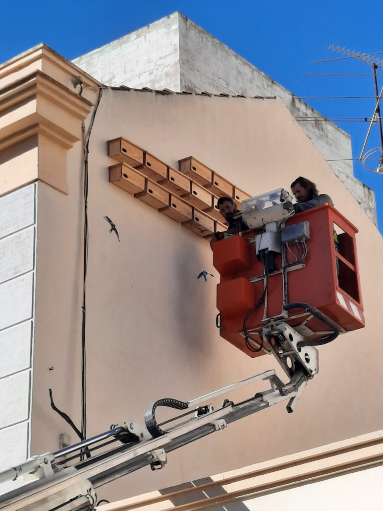 EL AYUNTAMIENTO IMPULSA LA BIODIVERSIDAD URBANA CON LA INSTALACIÓN DE NUEVOS NIDALES PARA VENCEJOS Y AVIÓN COMÚN 2