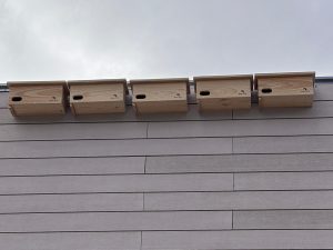 EL AYUNTAMIENTO IMPULSA LA BIODIVERSIDAD URBANA CON LA INSTALACIÓN DE NUEVOS NIDALES PARA VENCEJOS Y AVIÓN COMÚN 4 EL AYUNTAMIENTO IMPULSA LA BIODIVERSIDAD URBANA CON LA INSTALACIÓN DE NUEVOS NIDALES PARA VENCEJOS Y AVIÓN COMÚN 4