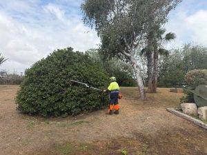 TORREVIEJA CONTINÚA MEJORANDO SUS ZONAS VERDES CON LA PUESTA A PUNTO DE LA PLAZA DE LA AGRICULTURA DE LA MATA 6